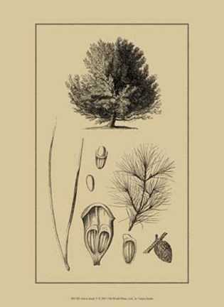 Framed Arbor Study V Print