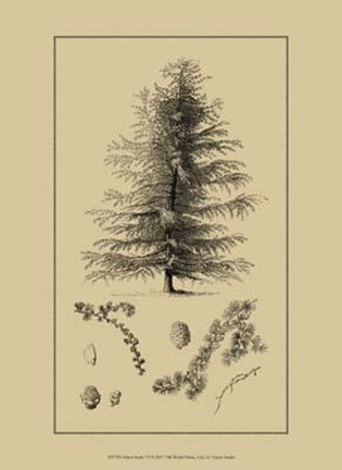 Framed Arbor Study VI Print