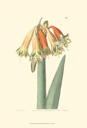 Framed Golden Beauty I Print