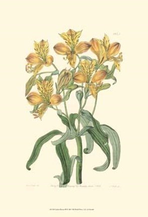 Framed Golden Beauty III Print