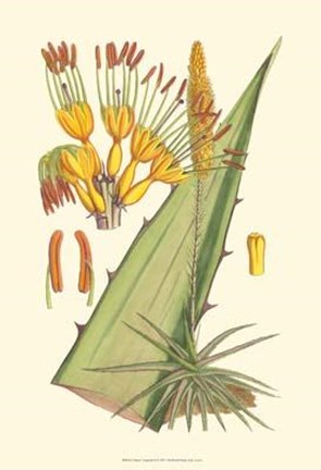 Framed Vibrant Tropicals II Print