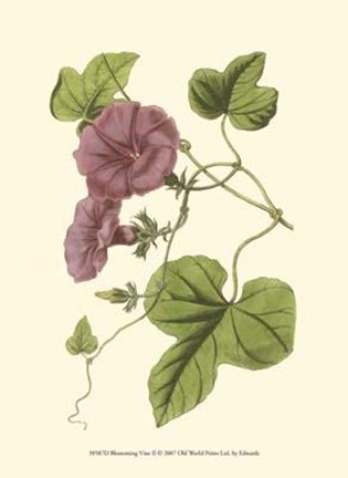 Framed Blossoming Vine II Print