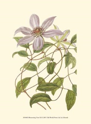 Framed Blossoming Vine III Print