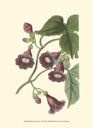 Framed Blossoming Vine V Print