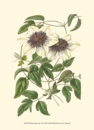 Framed Blossoming Vine VI Print