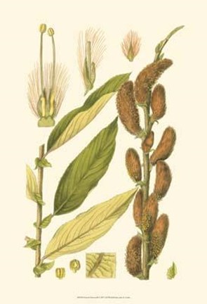 Framed Natural Harvest II Print