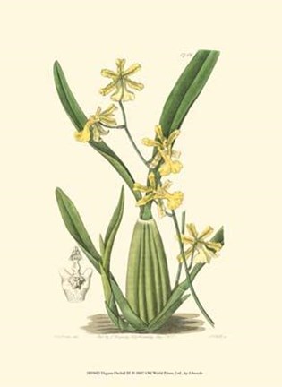 Framed Elegant Orchid III Print