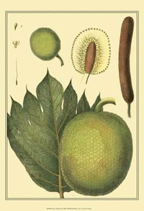 Framed Exotic Melons I Print