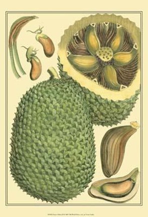 Framed Exotic Melons II Print