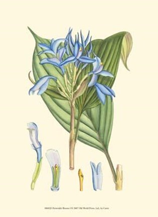 Framed Periwinkle Blooms I Print