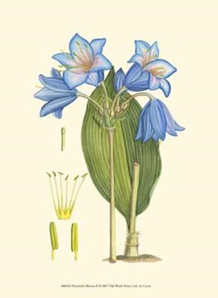 Framed Periwinkle Blooms II Print