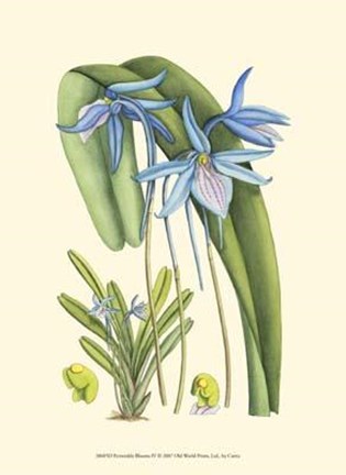 Framed Periwinkle Blooms IV Print