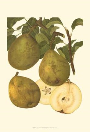 Framed Pear Varieties I Print
