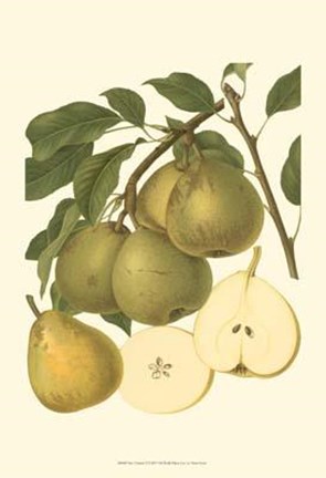Framed Pear Varieties II Print