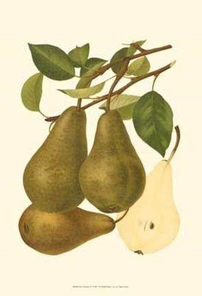 Framed Pear Varieties IV Print