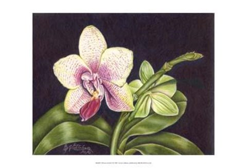 Framed Vibrant Orchid II Print
