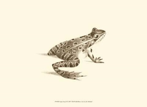 Framed Sepia Frog II Print