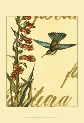 Framed Peaceful Hummingbird II Print