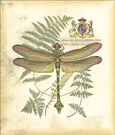 Framed Mini Regal Dragonfly III Print