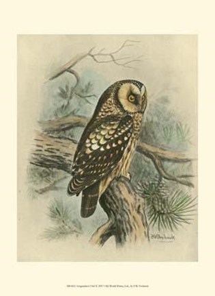 Framed Tengmalm&#39;s Owl Print