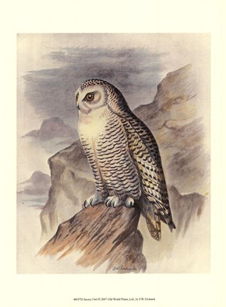 Framed Snowy Owl Print