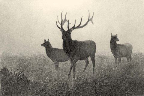 Framed American Elk Print