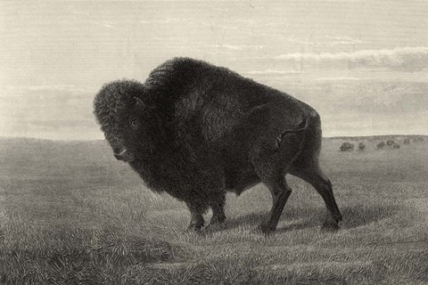 Framed American Bison Print