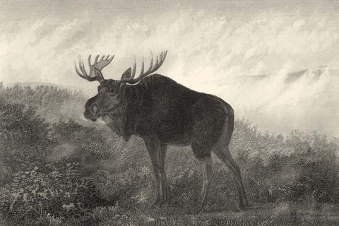 Framed American Moose Print