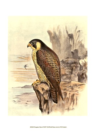 Framed Peregrine Falcon Print