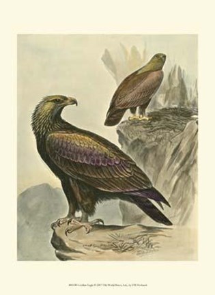 Framed Golden Eagle Print