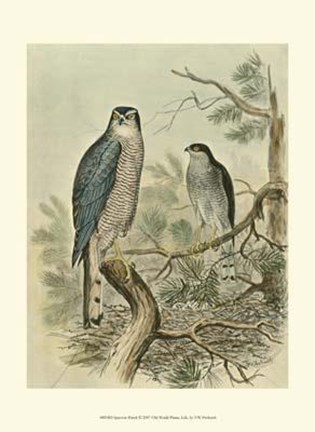 Framed Sparrow Hawk Print