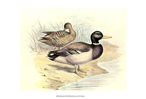 Framed Mallard Print