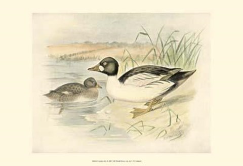 Framed Golden Eye Print