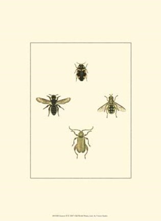 Framed Insecte II Print