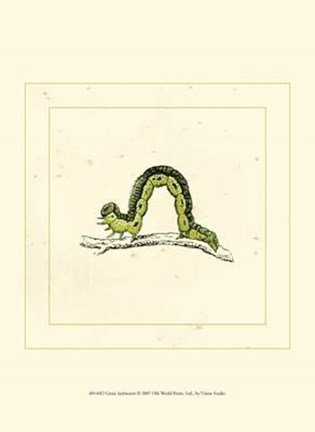 Framed Green Inchworm Print