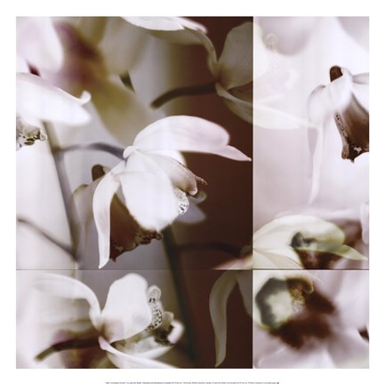 Framed Cymbidium Orchid I Print