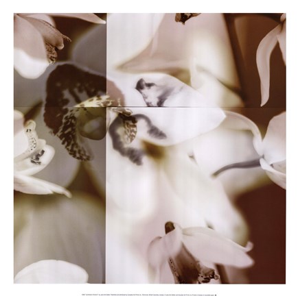 Framed Cymbidium Orchid II Print