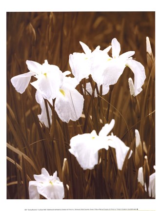 Framed Spring Blossoms I Print