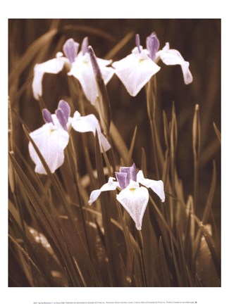 Framed Spring Blossoms II Print