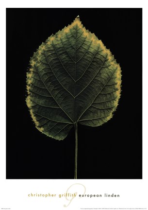 Framed European Linden Print