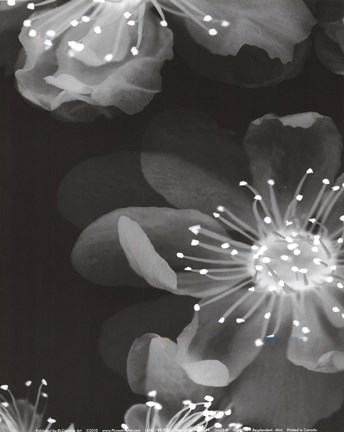 Framed Resplendent (Mini) Print