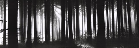 Framed Black Forest - Germany Print