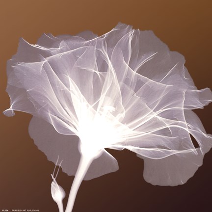 Framed Awaiting Bloom Print