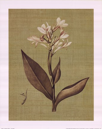 Framed Botanica Verde II Print