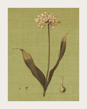 Framed Botanica Verde III Print