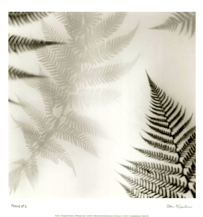 Framed Ferns No. 2 Print