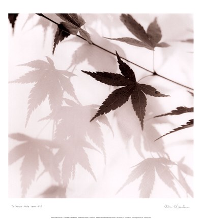 Framed Japanese Maple Leaves No. 2 Print