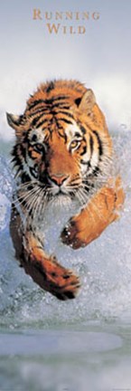 Framed Running Wild Print