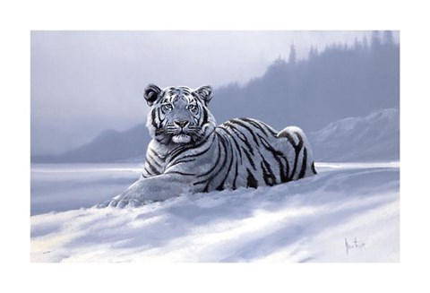 Framed Siberian Tiger Print