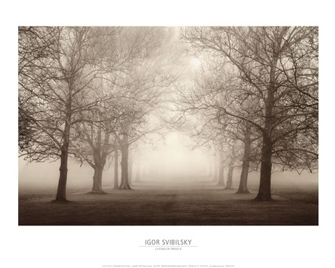 Framed Layers Of Trees II Print